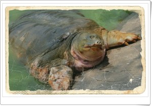 860c1c40fab0ce948200a89232d15506[1]