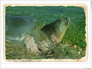 Turtle Tower Hanoi (3)[1]