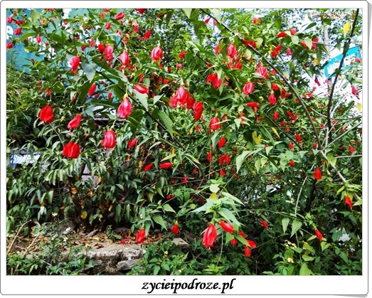 14657324_1791284007825719_1974513417133500841_n1