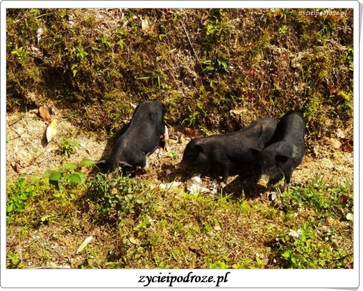 14731169_1791281467825973_4729587726206976499_n1